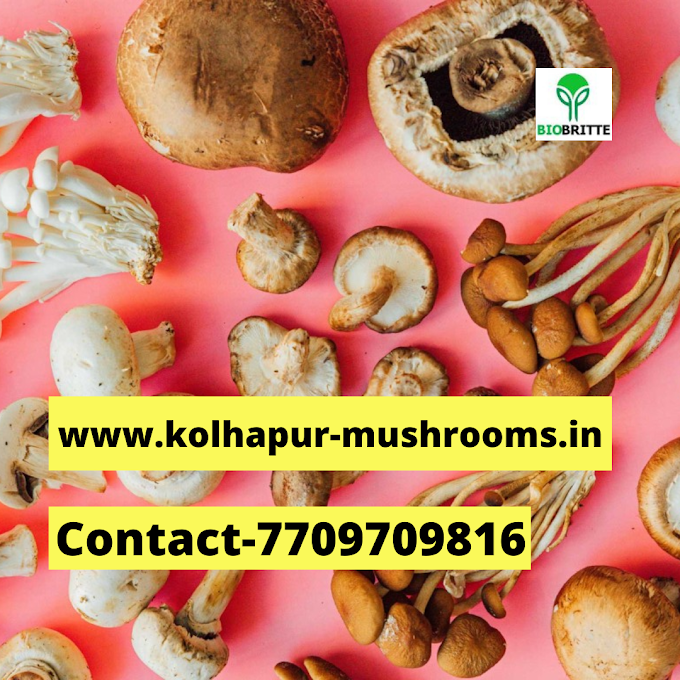 Mushroom demand in india | Organic mushrooms | Biobritte mushrooms