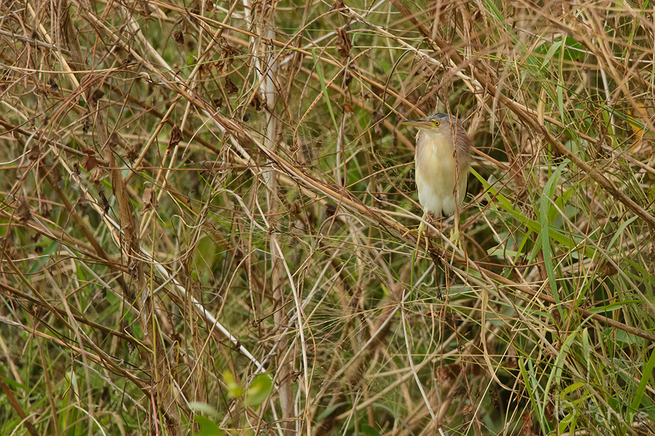 Kold-väikehüüp, Ixobrychus sinensis, Yellow Bittern, chinese little, long-nosed, hüüp