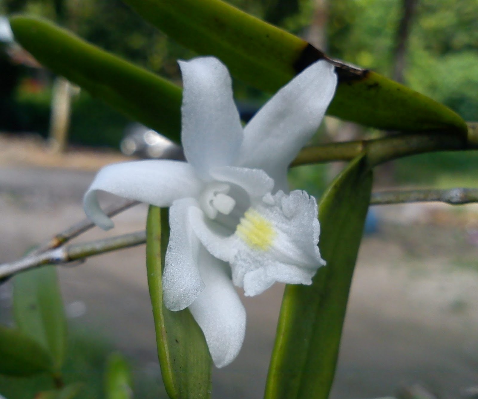 MillFa Wild Orchid: Dendrobium crumenatum @ Orkid Merpati