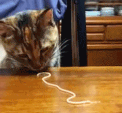 Spaghetti, a long thin form of pasta sometimes eaten by cats