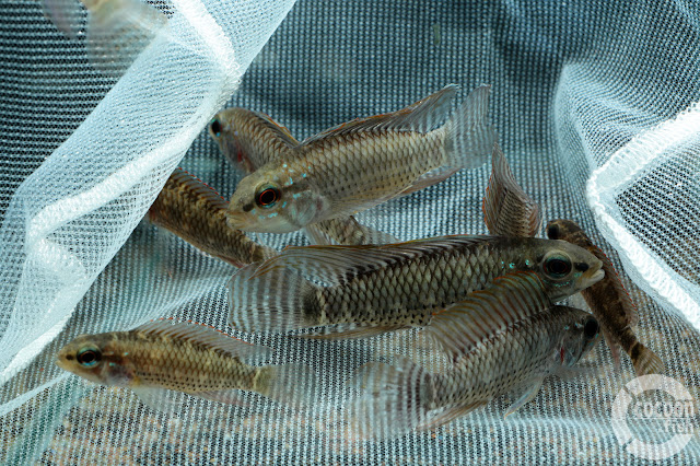 Apistogramma velifera