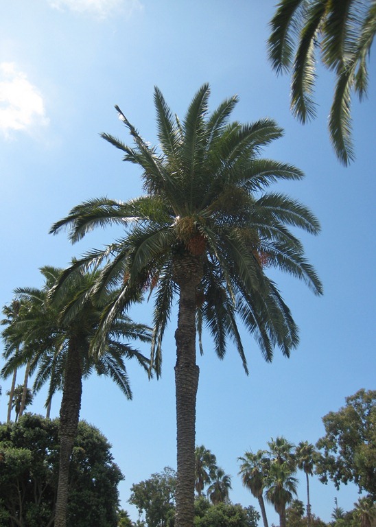 The sunny coastal town of Santa Barbara with its gorgeous Spanish 