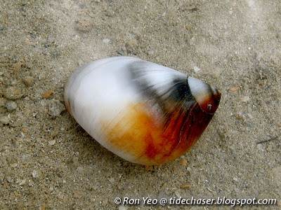 Pear-shaped Moon Snail (Polinices mammilla)