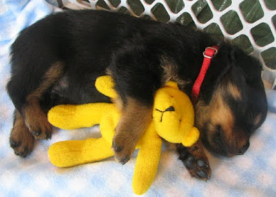 cute rottweiler puppy sleeping