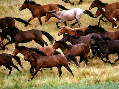 Brown Horses Running Wallpaper