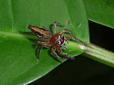 Jumping spider