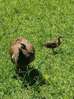モンテ・ウルピヌ公園 (Parco di Monte Urpinu)の孔雀