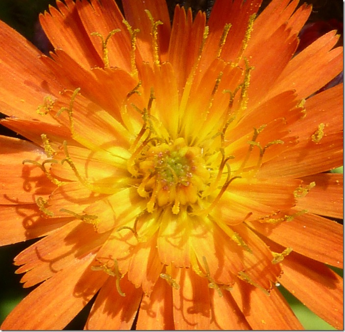 P1100066