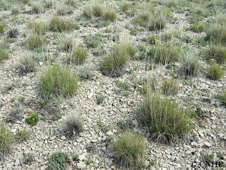 little bluestem in shaley soil