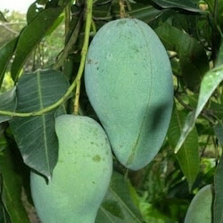 Jual Bibit Mangga Harum Manis Kondisi Cepat Berbunga Termurah Banget