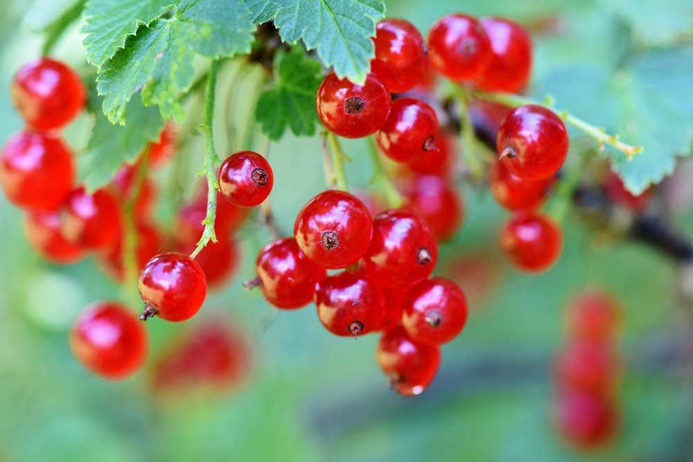 grosella roja fruta congelada mercadona frutas congeladas mercadona calorias frambuesas frutos rojos mercadona propiedades de las frambuesas