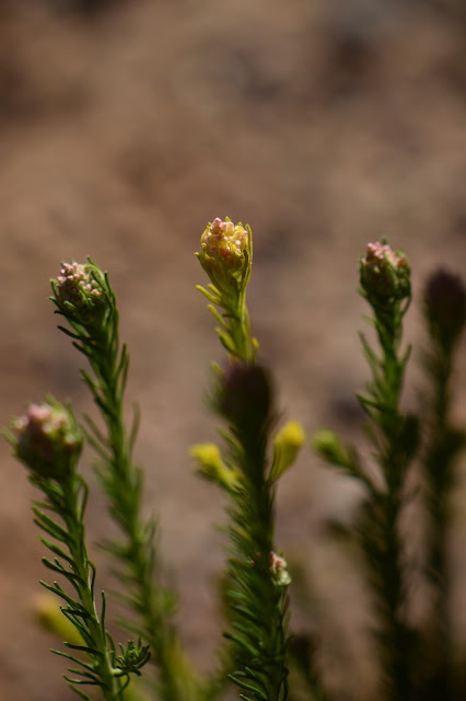 garden bloggers bloom day, gbbd, desert garden, february, small sunny garden, amy myers, ozothamnus diosmifolius