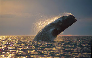 La ballena franca brinda un espectáculo digno de disfrutar