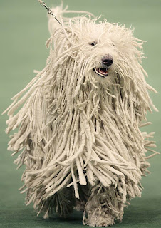 I hate this mop dog