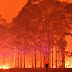 Onda de incêndios na Austrália já matou mais de meio bilhão de animais