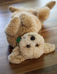 Cute-Dog-1 (3)