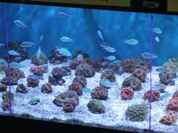  Aquarium Saltwater Fish Tank 