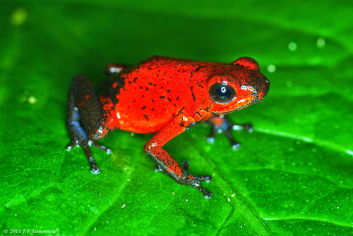 Strawberry dart frog