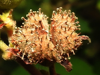 野棉花的蒴果