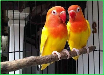 Jenis Lovebird Lutino