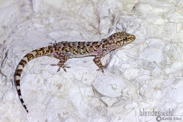 Europäischer Halbfinger - Hemidactylus turcicus