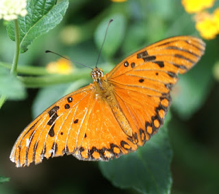 Agraulis vanillae - Papilio vanillae - Dione vanillae