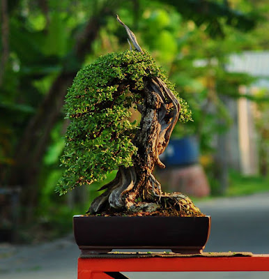 Bonsai Santigi/Sentigi (Pemphis acidula)