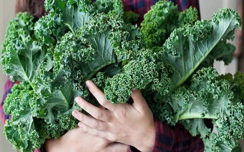 13 Benefícios da Kale (Couve-de-Folhas) à Saúde