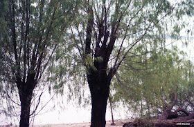 along the Parana River, Corrientes Argentina