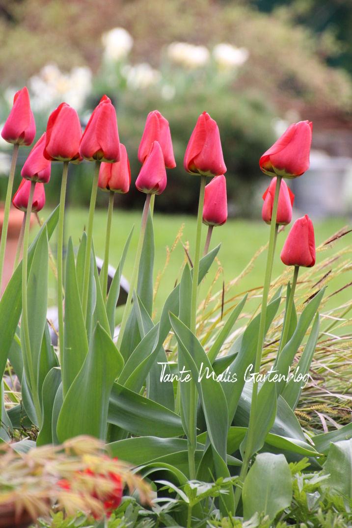 April garden