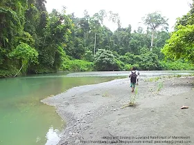 Riverwalk birding tour with Charles Roring in Manokwari of West Papua