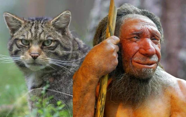 Neanderthals and Scottish wildcats have something in common