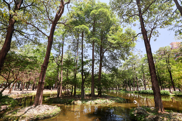 高雄鳳山大東濕地公園大型生態池塘、森林步道，綠意盎然