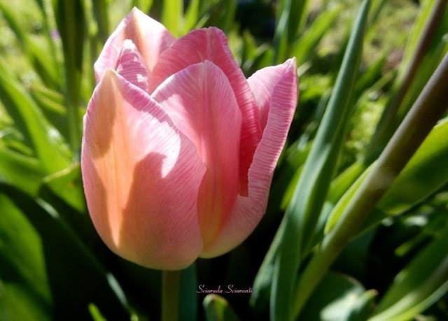 Tulipano rosa