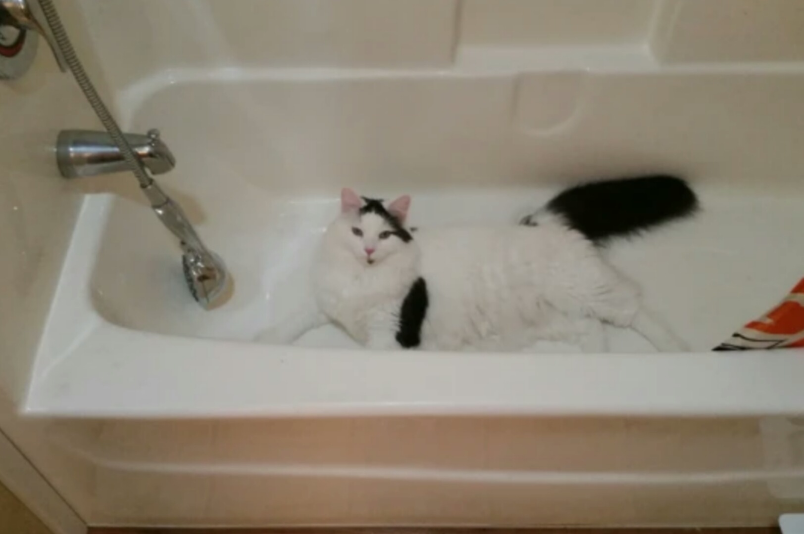 7 أسباب تجعل القطط تحب البقاء في الحمامات