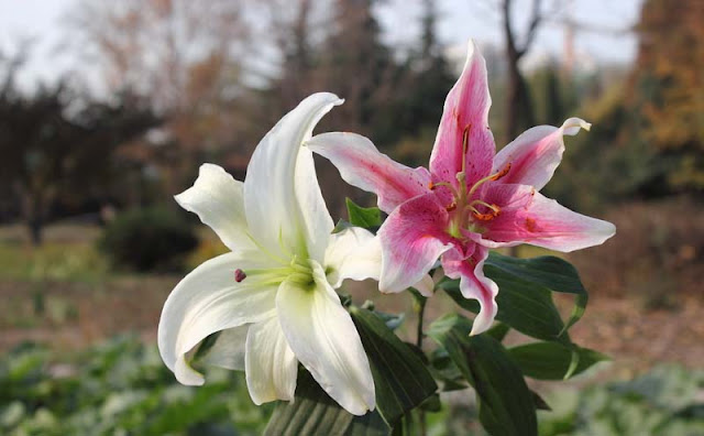 Lily Flowers Pictures