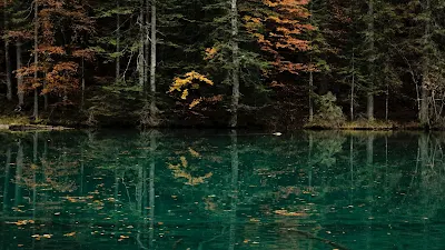 Green Lake, Trees, Forest, Nature