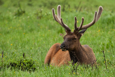 Bull Elk, Rocky Mountain National Park