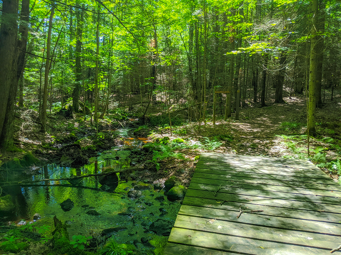 Headwaters of the Black River