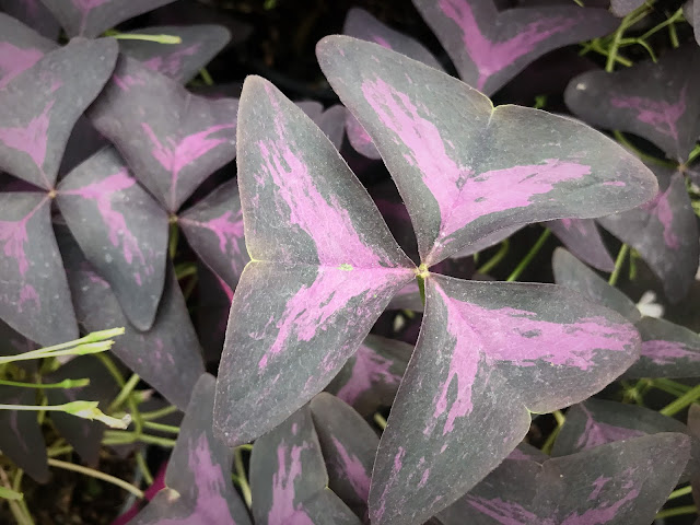 leaf Oxalis hedysaroides “Rubra”