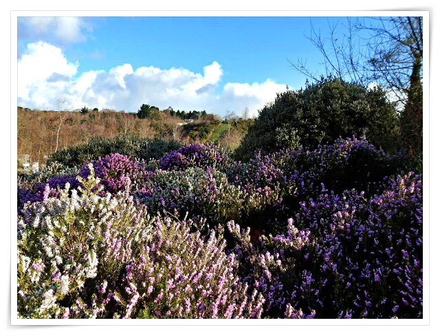 Heather in flower at the Eden Project, Cornwall