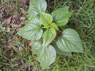 Laportea aestuans west indian wood nettle