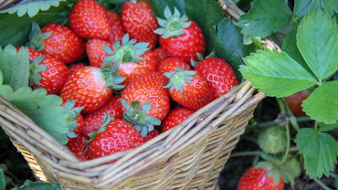 How to Grow Delicious Strawberries at Home: From Seed to Sweet