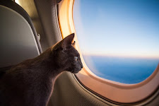 Images of a person walking a dog on a leash through an airport, a cat in a carrier in an airplane cabin, and a dog sitting in its carrier under an airplane seat.