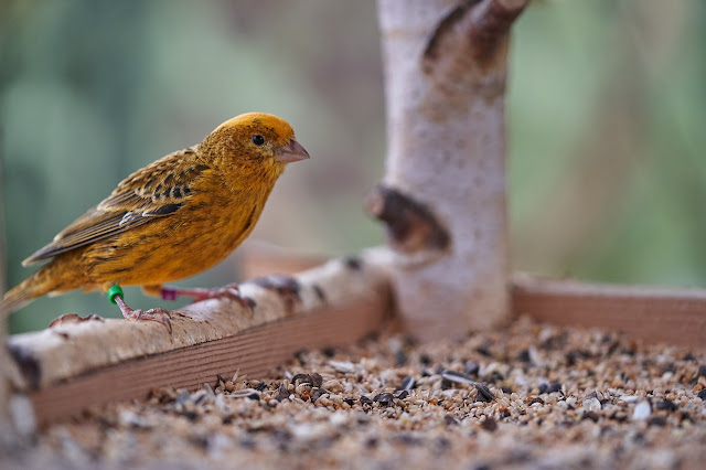 Gambar burung kenari