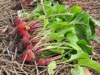 how long to grow beet