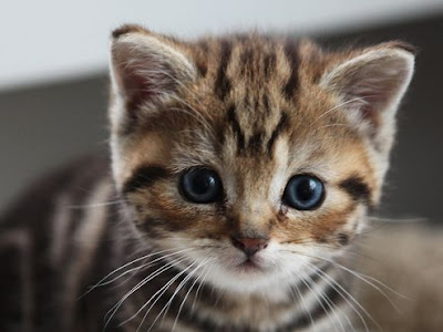 [Le plus populaire! ] bebe chat blanc yeux bleu 317339