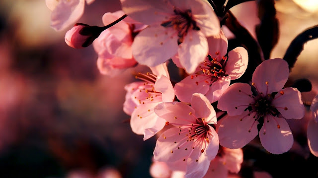 Flowers Pink Depth Of Field HD Wallpaper