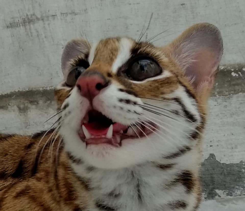 Foto foto Kucing Hutan Galak Membuka Mulut Leopard 