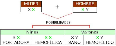 Cuando el padre es hemofílico y la madre portadora, hay un 50% de posibilidades de tener un varón sano y un 50% de que nazca hemofílico. Respecto de las niñas, la mitad puede nacer portadora y la otra mitad hemofílica, esta última situación incompatible con la vida.